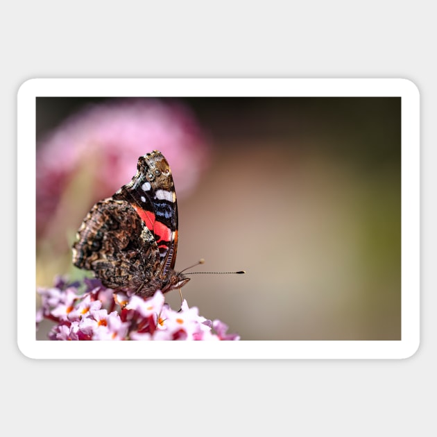 Red Admiral Butterfly Sticker by blossomcophoto